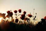 What Matters to You – November 8, Lest we Forget